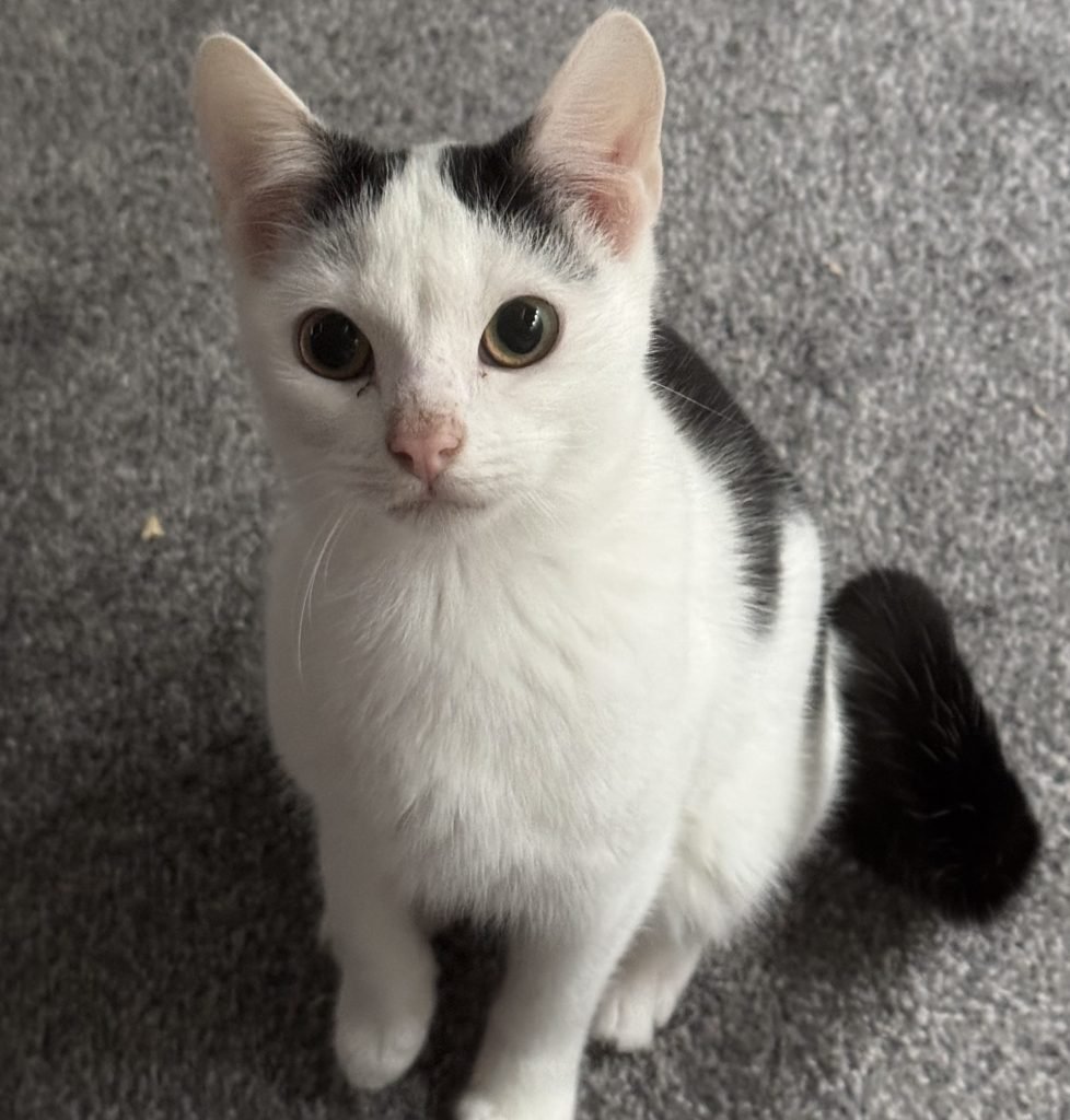 Kitten, 5 Months Old