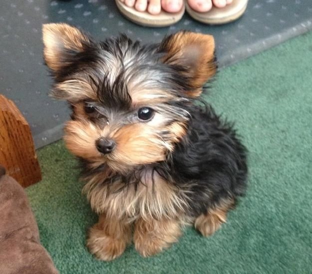 yorkshire terrier puppies for adoption.