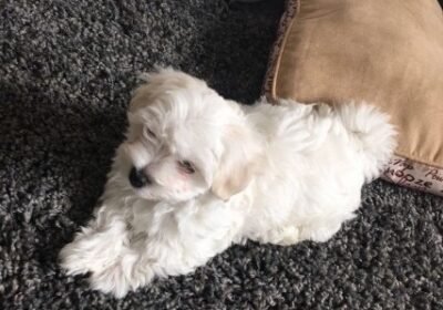 Maltese-Pup-1