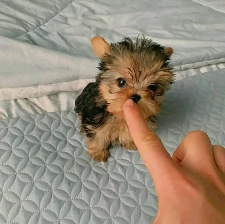 yorkshire   puppies for adoption