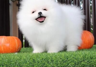 306387582_1983191705223539_2278072588844126142_n