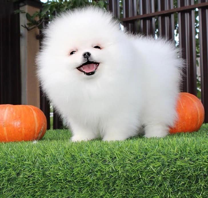 Pomeranian puppies