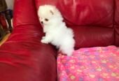 Pomeranian