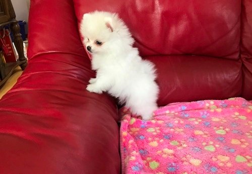 Pomeranian
