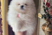 Pomeranian