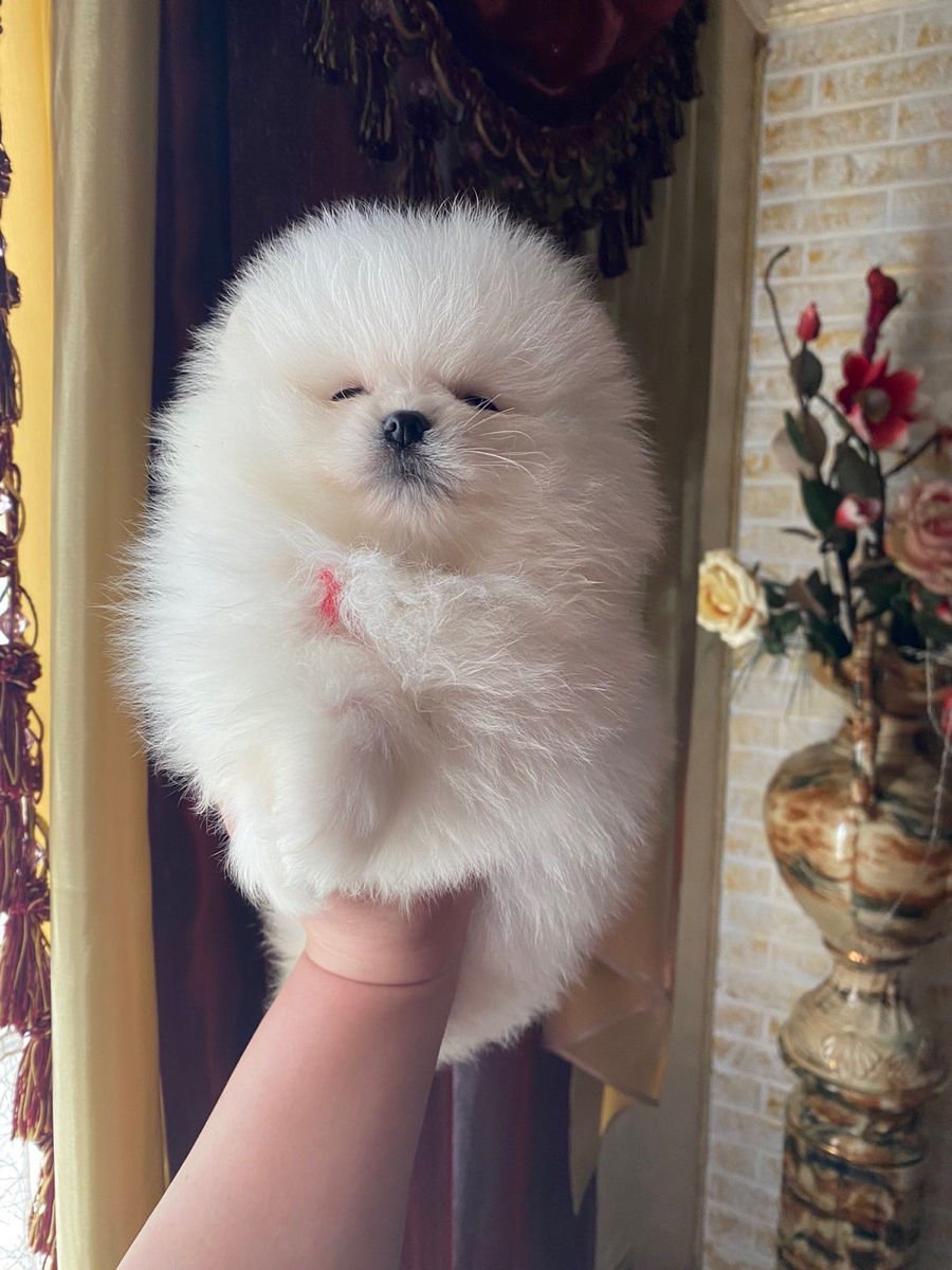 Pomeranian